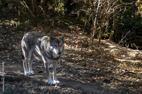 Fotografía wolf standing on the road
