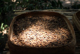 ziarna kawy luwak