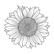 Sunflower For Coloring Book Vector