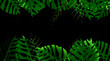 Vector tropical monstera leaves on black. Exotic design for cosmetics, health care products. Can be used as wedding or summer background. Vector illustration EPS10
