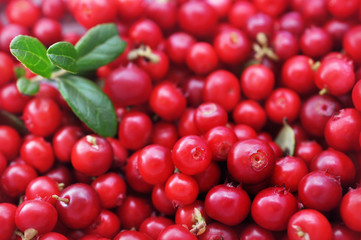 Wall Mural - Fresh ripe sweet juicy lingonberries (cowberries) with leaves background, selective focus