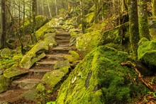 Smoky Mountains Moss Covered Trail