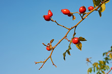 Fruits Of Healing Rosehip On A Twig With Spines And Leaves, With A Blue Sky