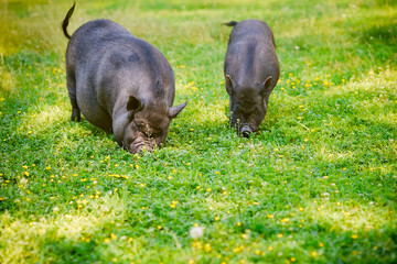 Wall Mural - Vietnamese Pot-bellied pig  graze on the lawn with fresh green grass.