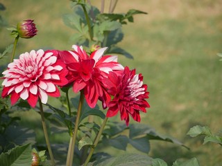 Three dahlias with a bright and light pink combination of colors on the petals