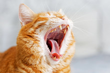 Closeup Profile Portrait Of A Orange Yawns Cat