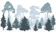 Winter forest silhouette. Pines, Fir trees.