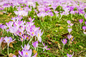 Wall Mural - Crocus, plural crocuses or croci is a genus of flowering plants in the iris family. A single crocus, a bunch of crocuses, a meadow full of crocuses, close-up crocus