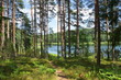 Nature of Seliger. Coniferous forest on the lake shore on a Sunny summer day