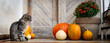 Halloween decorated front door with various size and shape pumpkins. Cat on Front Porch decorated for the Halloween, Thanksgiving, Autumn season banner.