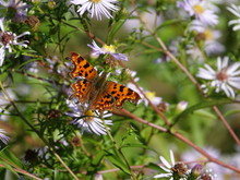 Comma Butterfly (Polygonia C Album)