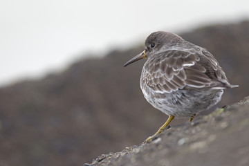 Wall Mural - A purple sandpiper (Calidris maritima) resting on a cold morning at the Dutch coast.- Standing on concrete blocks in a cold and grey atmosphere.