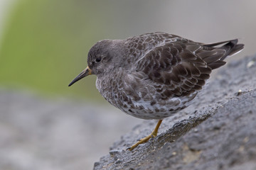 Wall Mural - A purple sandpiper (Calidris maritima) resting on a cold morning at the Dutch coast.- Standing on concrete blocks in a cold and grey atmosphere.