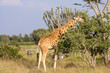 Giraffe eating vegetation on Kenyan savannah