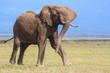 Dynamic bull African elephant