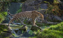 Jaguar Walking