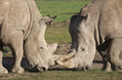 Two white rhinoceroses face off