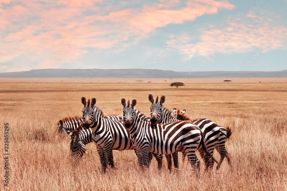 Wild African zebras in the Serengeti National Park. Wild life of Africa. - obrazy, fototapety, plakaty 