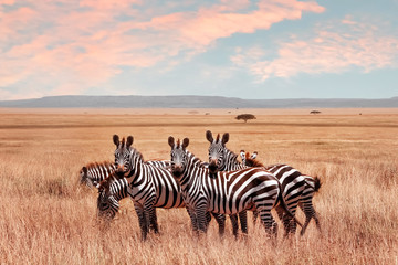Wall Mural - wild african zebras in the serengeti national park. wild life of africa.