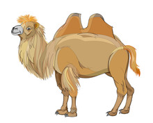 Fantasy Illustration Of Cute Bactrian Camel On White Background. Hand-drawn Vector Image.