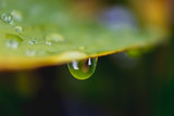 Fototapeta Łazienka - water drops on a green leaf