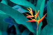 © sarayut_sy - tropical leaves colorful flower on dark tropical foliage nature background dark green foliage nature