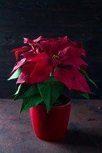 Beautiful Red Christmas Flower Poinsettia On A Dark Wooden Background With Deep Light