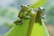 Two frogs stay on banana leaf