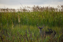 Mature Buck In Tall Grass At Daybreak