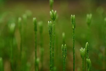 Blooming stagshorn clubmoss, Lycopodium clavatum growing in the green spring forest, botanical natural background