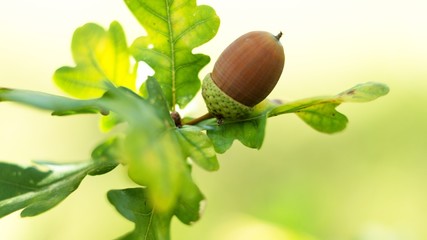 Oak leaf, acorn on oak tree background.