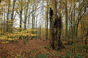 Canvas Print - Herbstwald