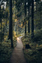 Nature, Journey, Travel, Trekking And Summertime Concept. Vertical Shot Of Pathway In Park Leading To Forested Area. Outdoor View Of Wooden Boardwalk Along Tall Pine Trees In Morning Forest