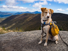 Adventure Dog In Backpack On Mountain Summit, Forest Vista