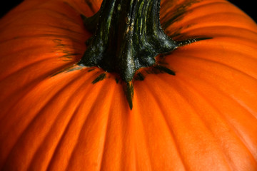 Pumpkin Stem Close Up