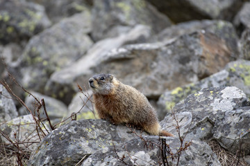 Wall Mural - marmot on rocks