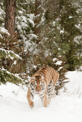 Wall Mural - tiger in winter forest