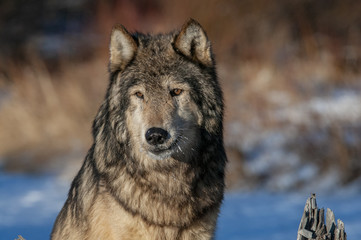 Wall Mural - wolf portrait