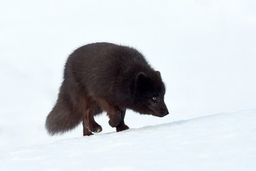 Wall Mural - Beautiful blue arctic fox (Alopex lagopus) in the snow.