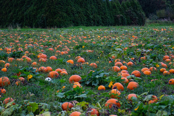 pumpkins in a wagon and pumpkin patch closeups