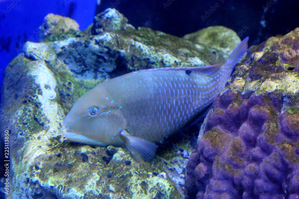 Fish : Blackspot tuskfish (Choerodon schoenleinii) - obrazy, fototapety, plakaty 