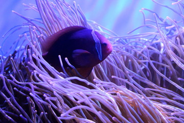 Fish : Saddleback anemonefish, Saddleback clownfish (Amphiprion polymnus) and Heteractis Magnifica