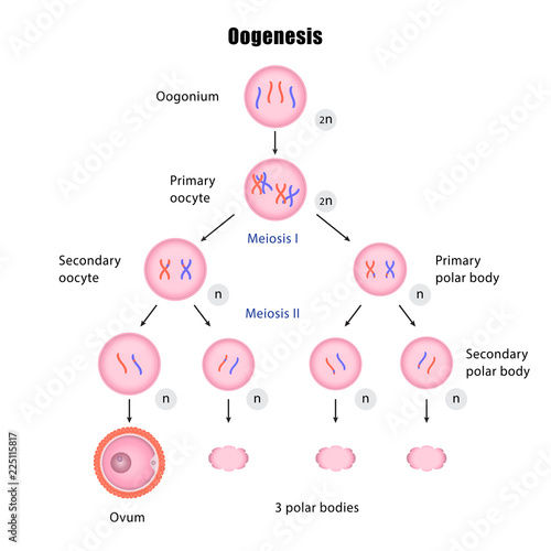 Oogenesis Stock Vector | Adobe Stock