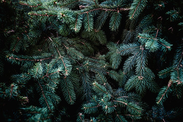 Wall Mural - christmas fir tree branches background. christmas pine tree wallpaper. copy space..