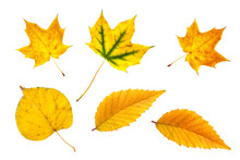 Autumn Foliage, Golden Yellow Leaves Collage Isolated On White Background