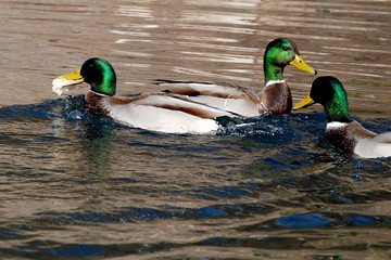 Wall Mural - ducks swim on the lake