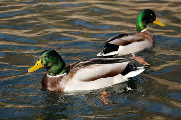 Wall Mural - ducks swim on the lake