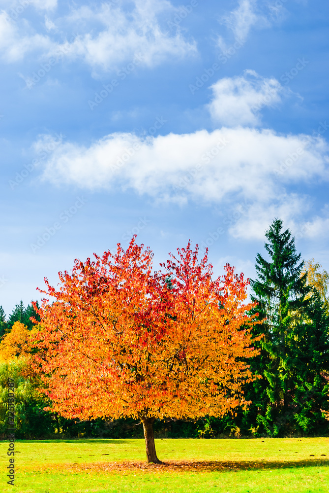 Beautiful coulored tree of autumn landscape in Germany - obrazy, fototapety, plakaty 