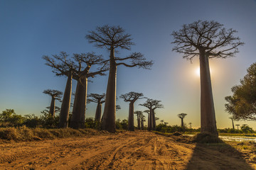 Wall Mural - Beautiful Baobab trees at sunset at the avenue of the baobabs in Madagascar