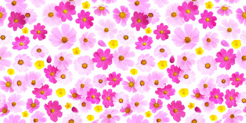 Wall Mural - Pink cosmos flowers isolated on white background, top view, seamless pattern. Abstract floral background, creative flat layout. 